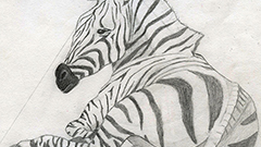 Zebra